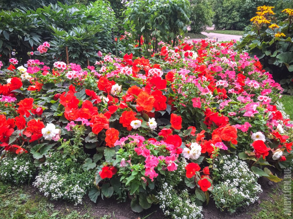 Цветы в Екатерининском парке