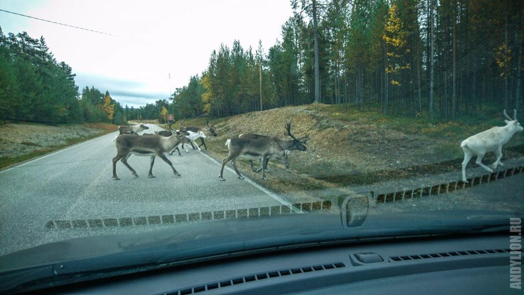 Олени на дороге в Финляндии