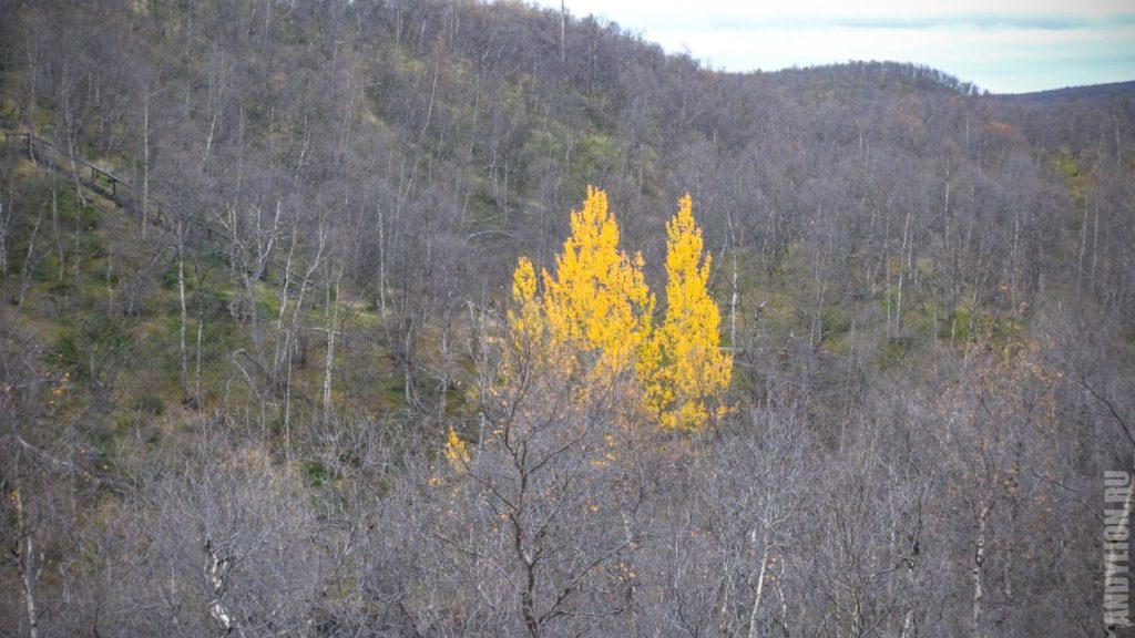 Одинокие желтые деревья