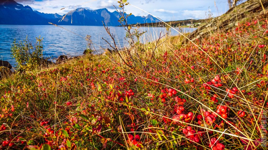 Осенняя флора Норвегии