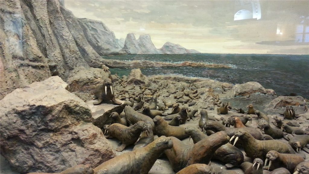 Музей Арктики и Антарктики. Зал Арктики.